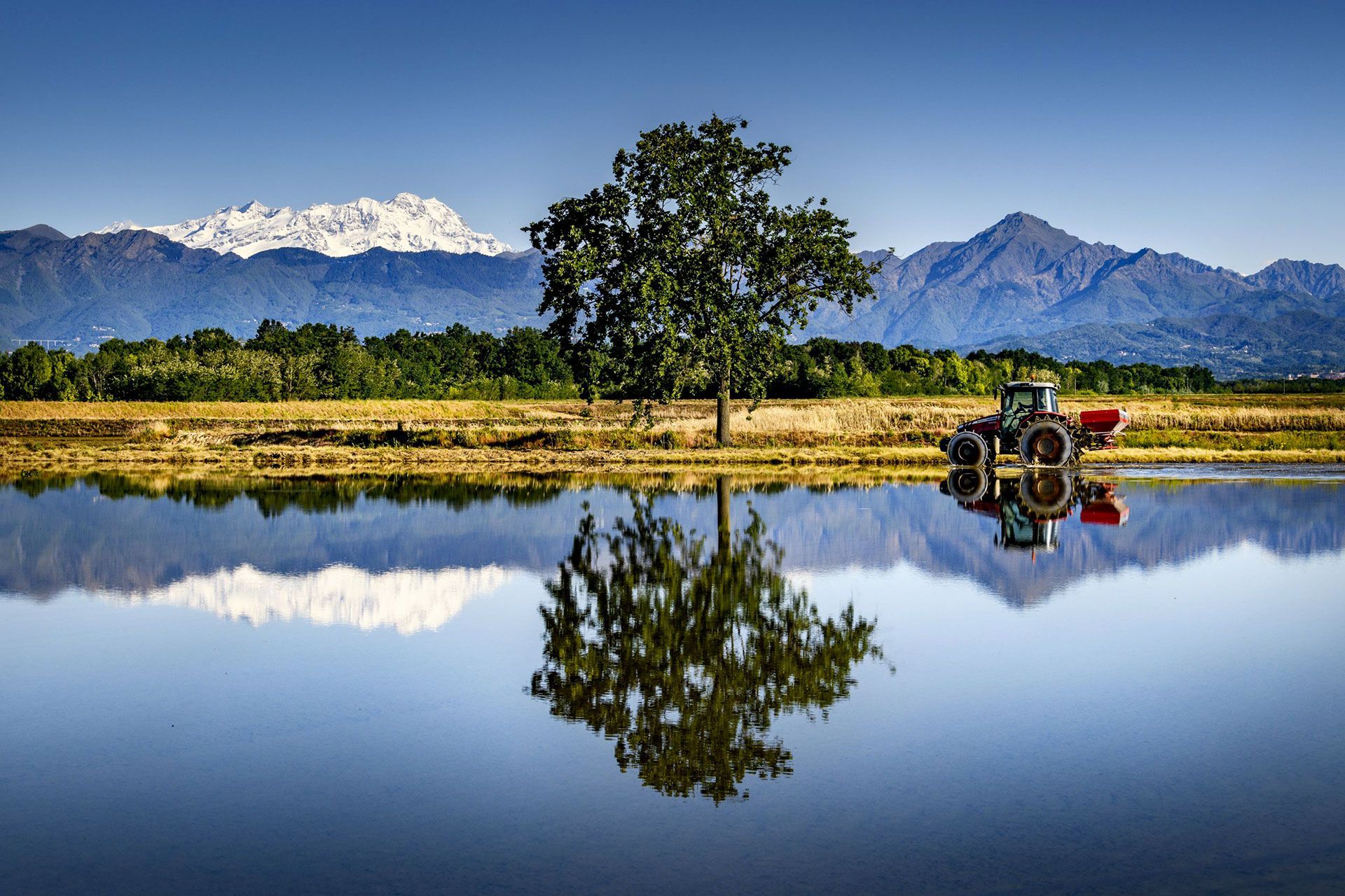 Zanzare nelle risaie di Vercelli