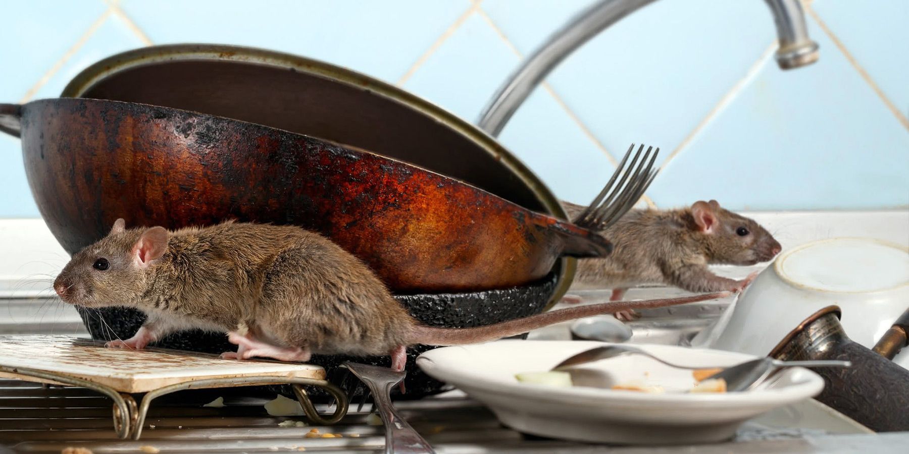 ratti in cucina