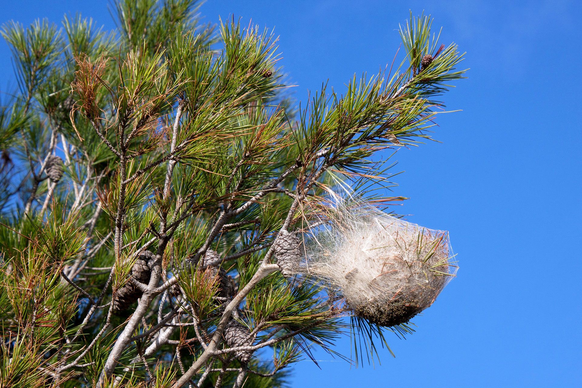 Processionaria del pino in Valle d’Aosta