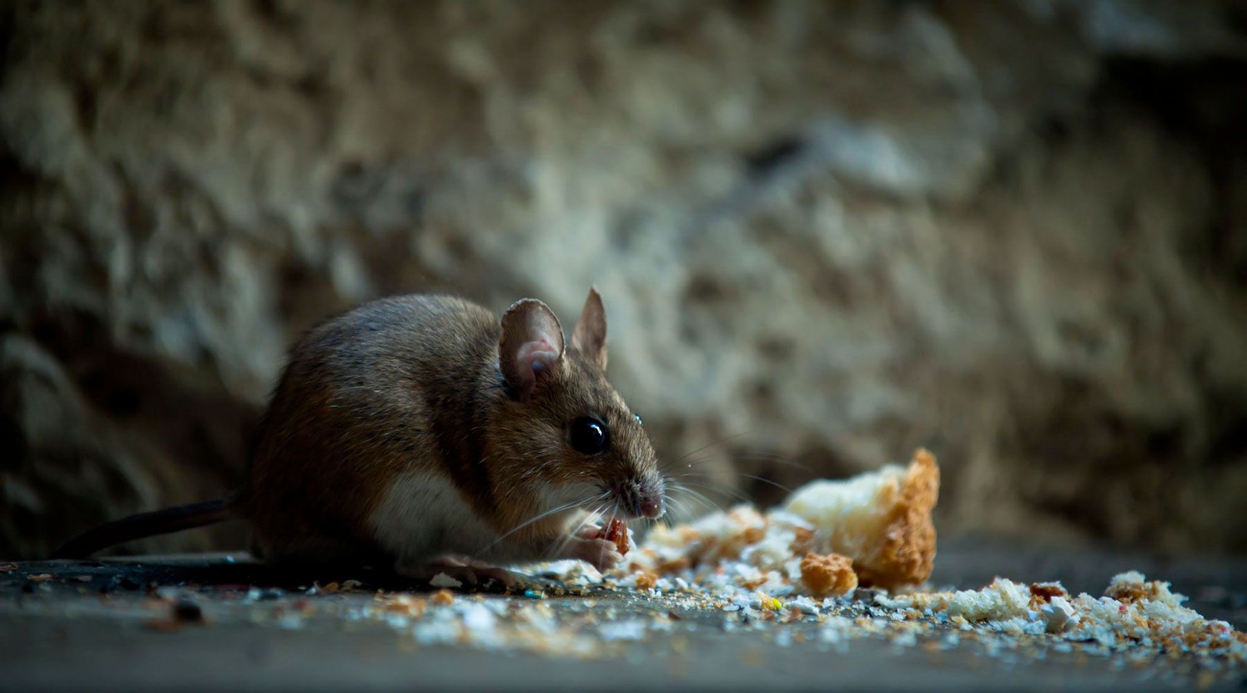 derattizzazione aziendale ad Alessandria