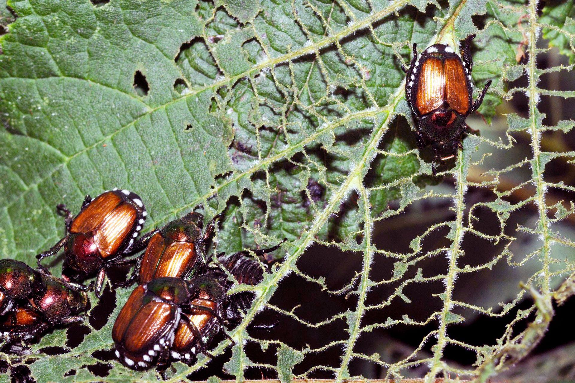 Trattamenti contro la Popillia Japonica nel Vercellese