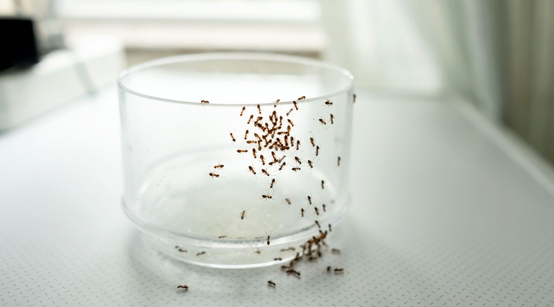 invasione di formiche in casa