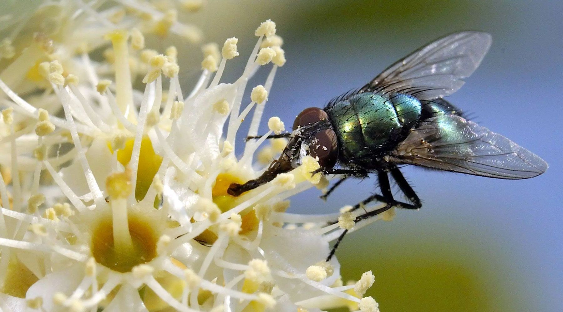 mosche sui raccolti agricoli
