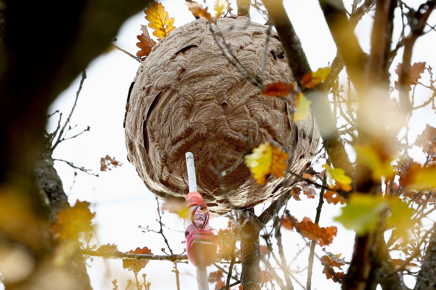 nido calabroni su albero