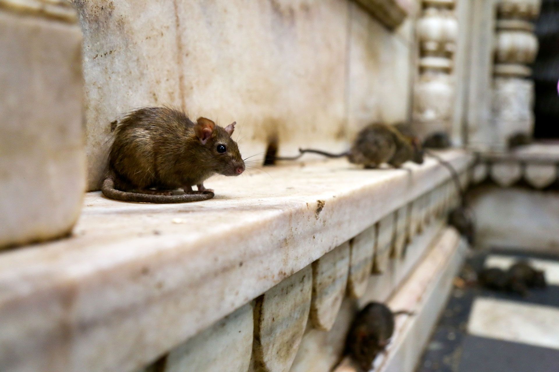 Derattizzazione preventiva ad Alessandria