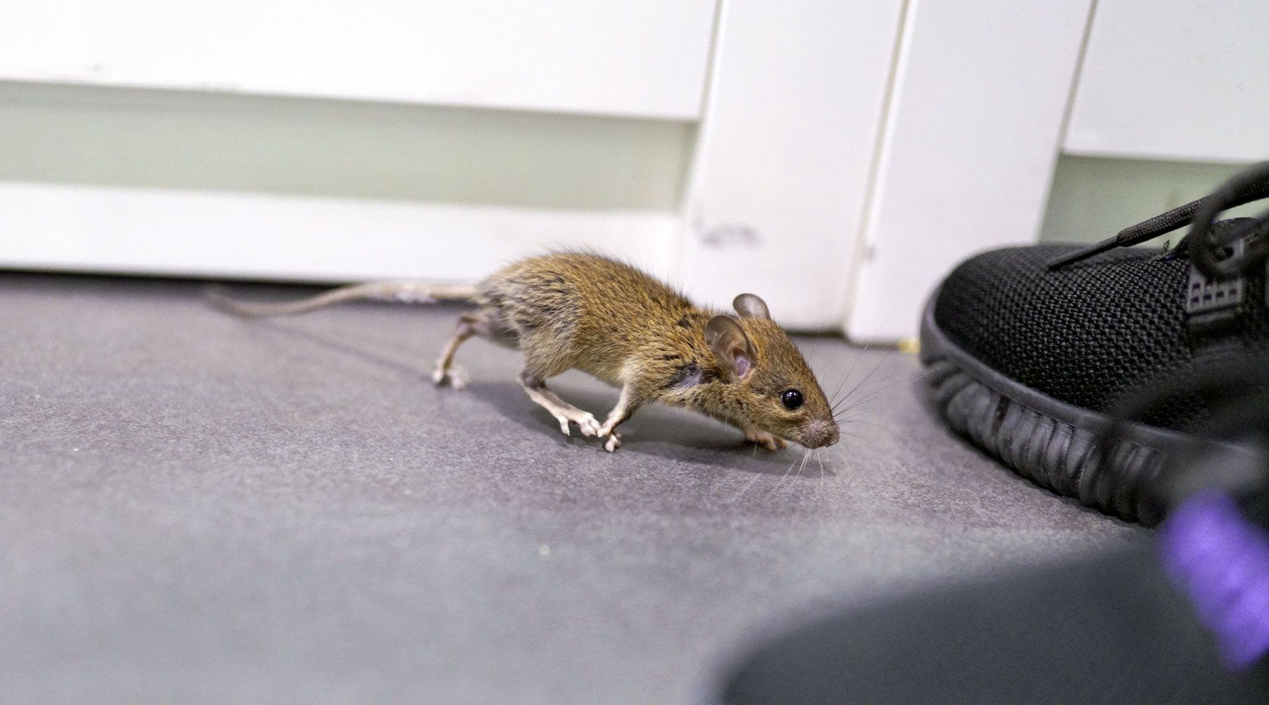topi in casa in inverno