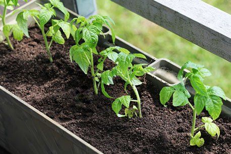 Patio Gardening