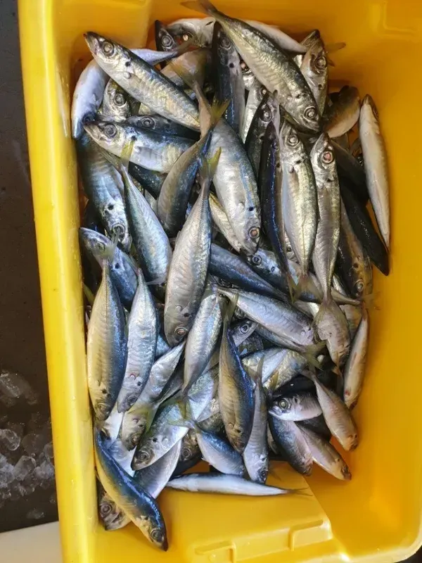 Yellow Bin Overflowing with Small, Silver and Blue Fish, Likely a Catch of The Day — Glenmore Seafoods In Park Avenue, QLD
