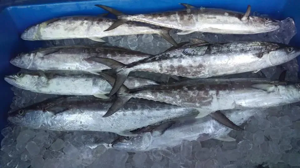 Fresh Fish with Silver Scales on Ice in A Blue Container — Glenmore Seafoods In Park Avenue, QLD