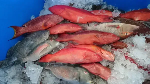 Pile of Fresh, Red and Gray Fish on Ice in A Blue Container — Glenmore Seafoods In Park Avenue, QLD