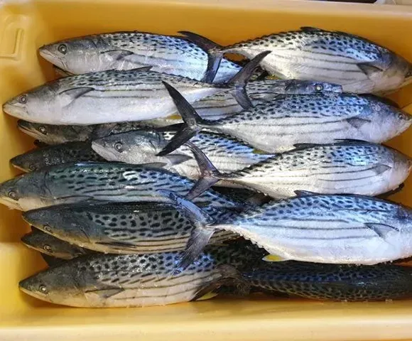 Several Fish with Blue-Grey Stripes and Spotted Backs — Glenmore Seafoods In Park Avenue, QLD