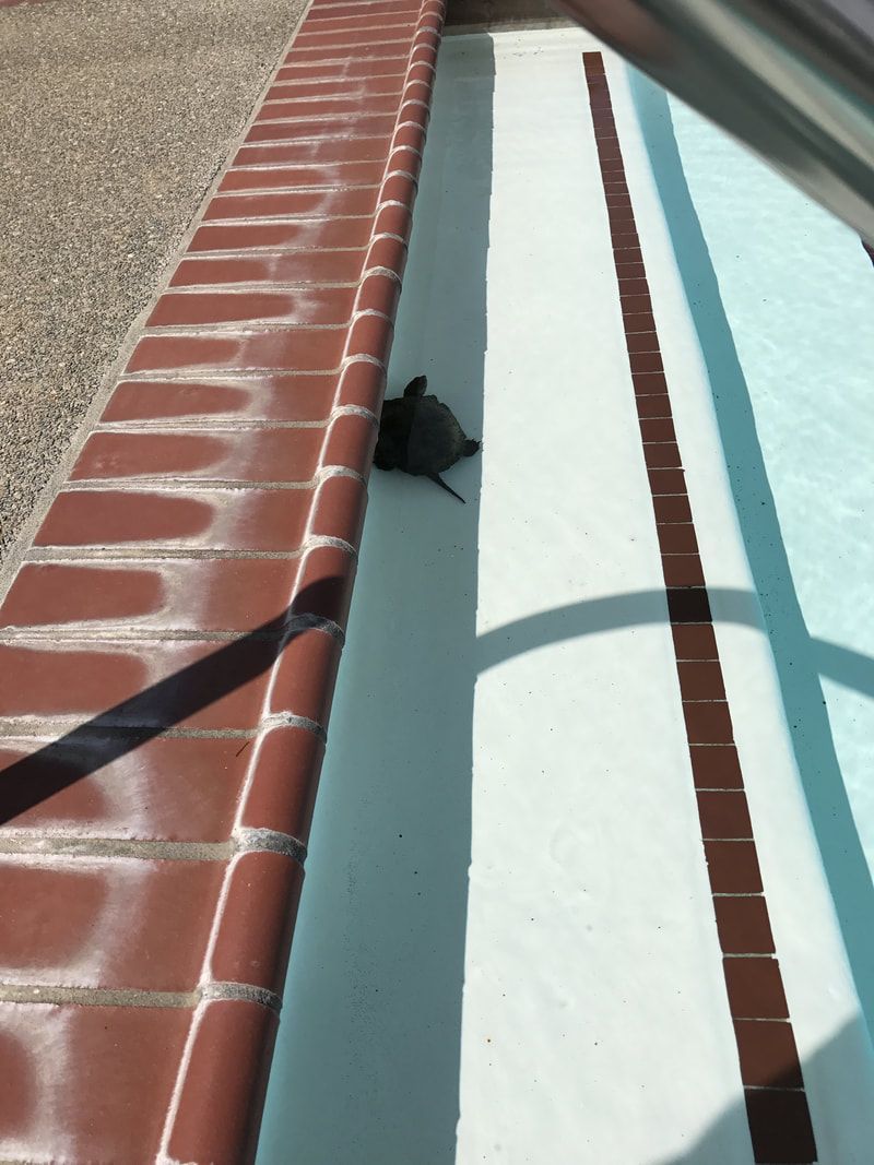 rescue critters! (1)