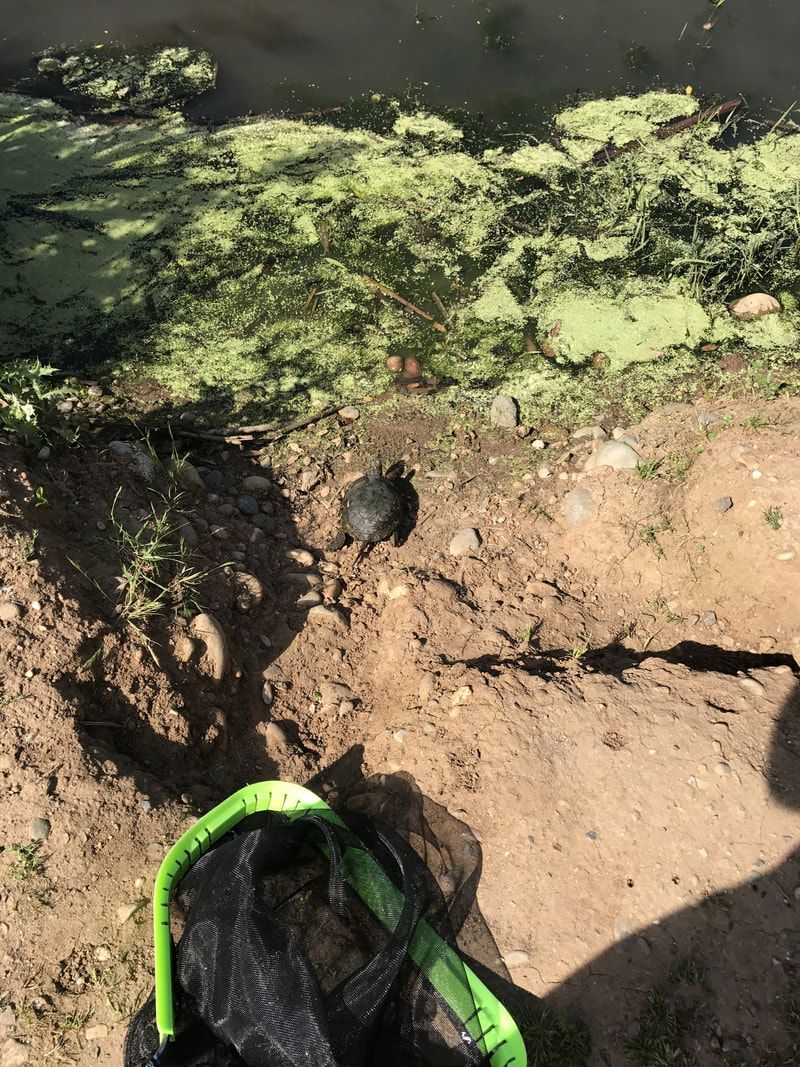 rescue critters! (2)