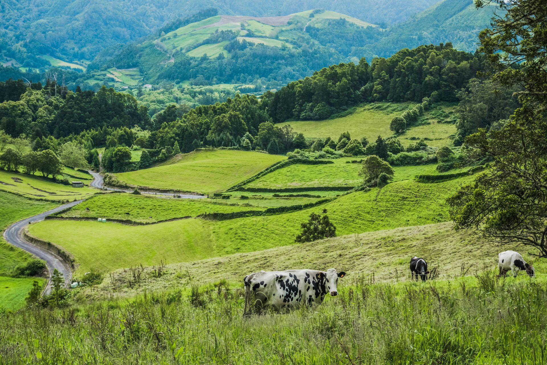 Rolling green hills with cows grazing, a winding road, and lush trees.