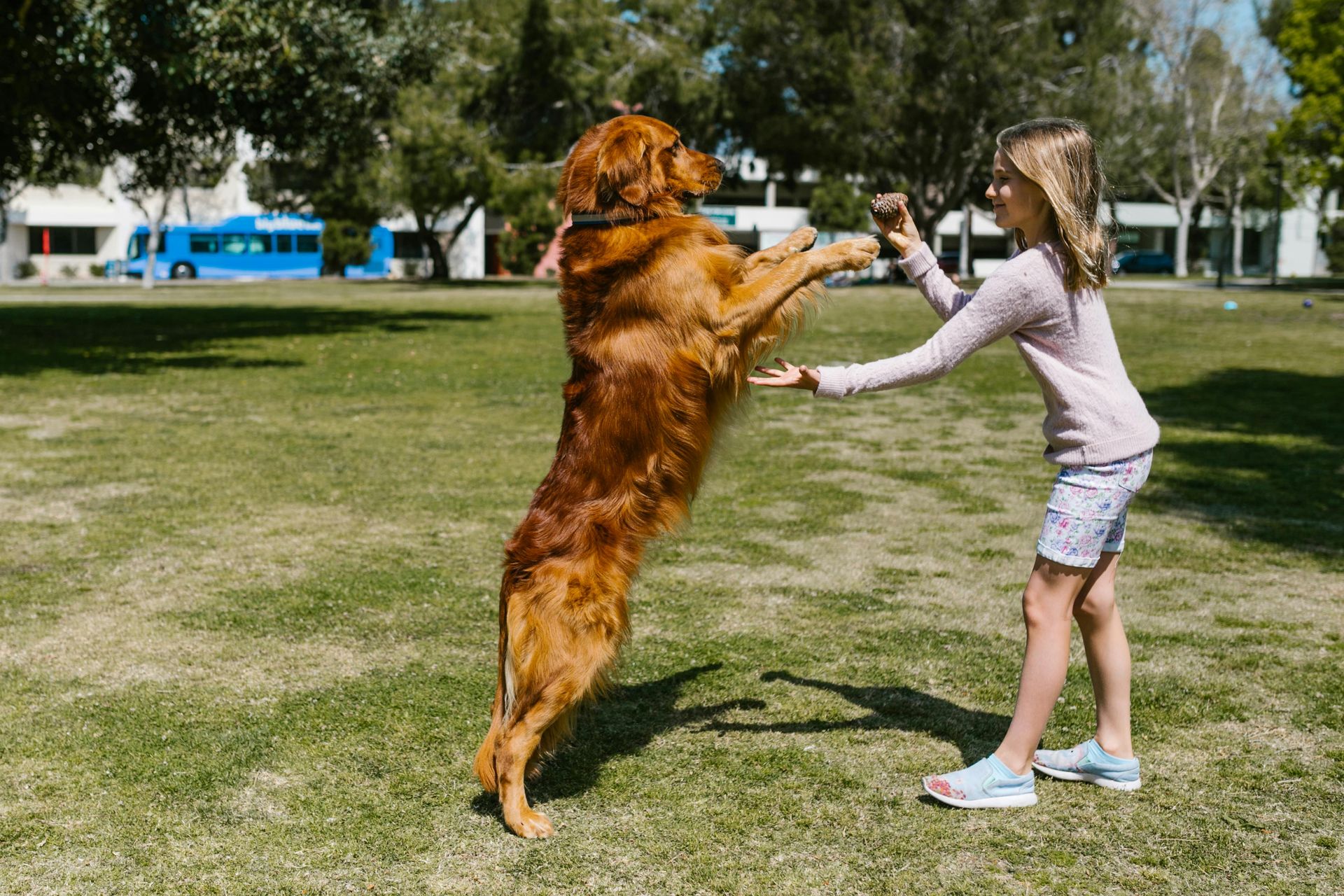 Girl playing with golden retriever in a park, dog standing on hind legs.