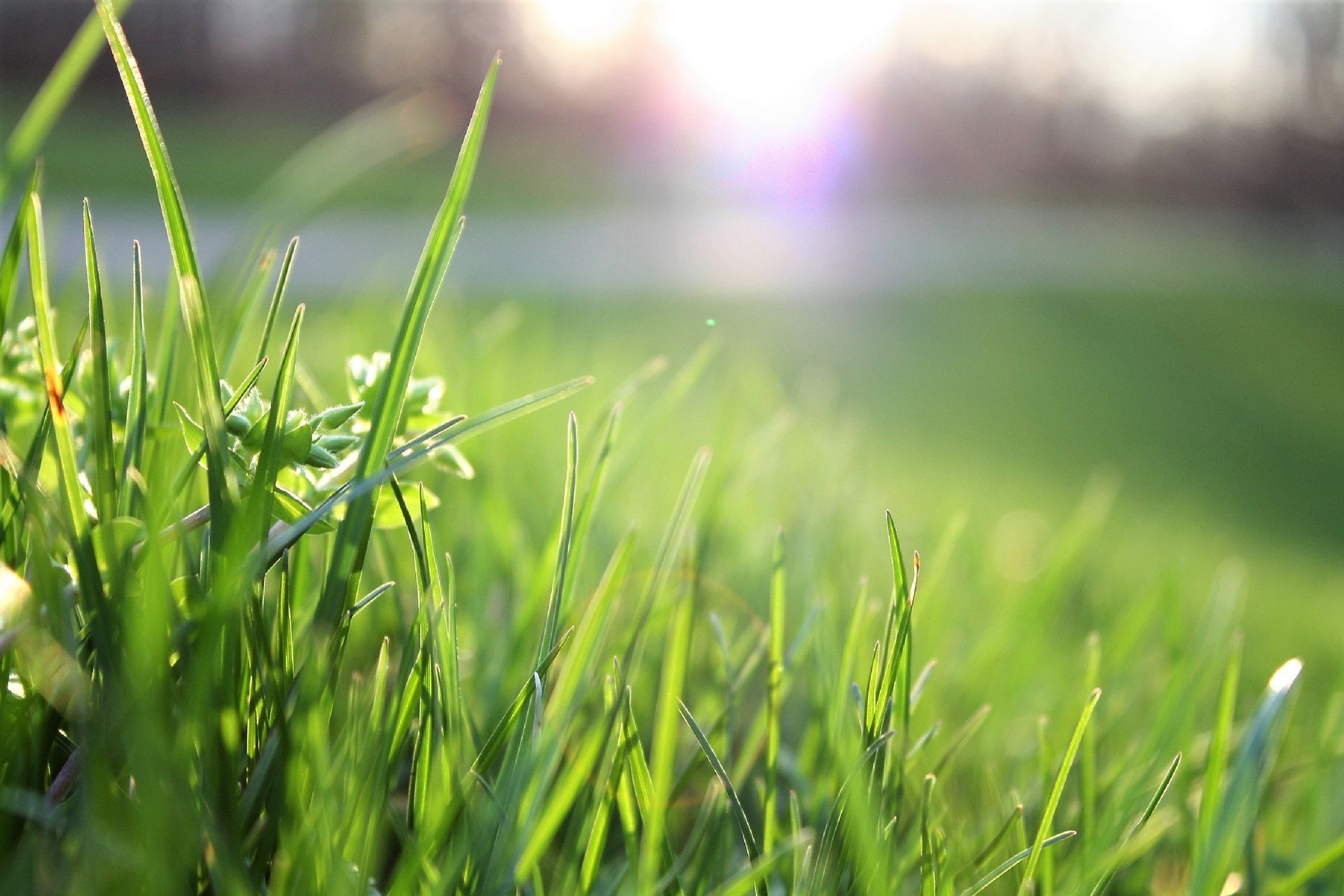 Amazing close focus picture of grass.