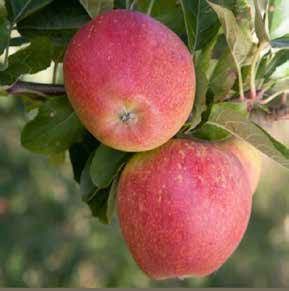 Two red apples hanging on a branch with green leaves.