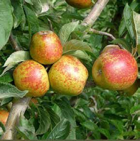 Apples on a tree branch, red and yellow skin, green leaves.