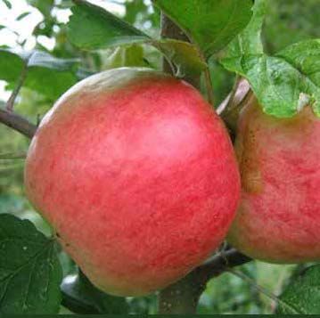 Two red and yellow apples on a tree branch, with green leaves in the background.