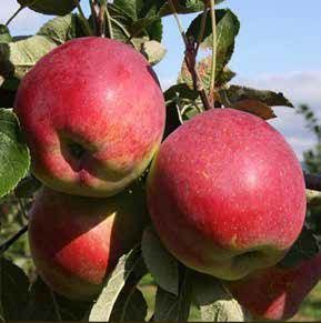 Apples, mostly red with some green, hanging from tree branches.