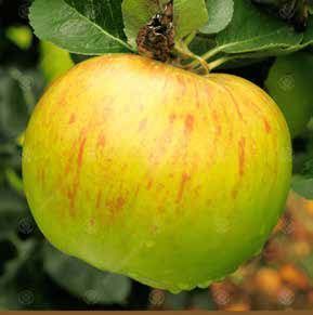 Yellow and green apple with red streaks, hanging from a tree branch.