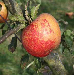Red and orange apple on a tree branch, with green leaves, outdoors.