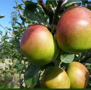 Apples ripening on a tree, showing red and green coloring.