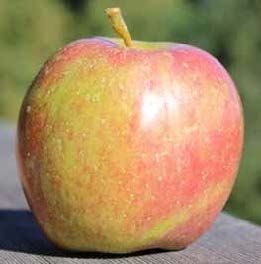 Red and yellow apple with a green stem, on a wooden surface.