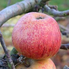 Red-speckled apple on a tree branch, close-up.