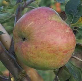 Red and yellow apple on a tree branch.