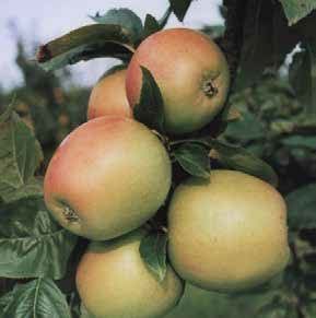 Apples on a tree branch, green and reddish-pink, ripe and ready for harvest.