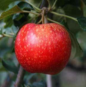 Red apple with small yellow specks, hanging from a tree branch with green leaves.