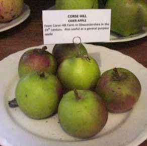 Green and red Cors Hill cider apples on a white plate with a sign, close-up.