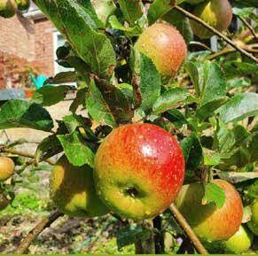 Apples ripening on a tree, showing red and green fruit, with green leaves and sunlight.