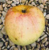 Yellow and red apple on a bed of small pebbles.