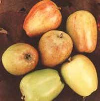 Six jujube fruits in various colors: green, yellow, and orange.