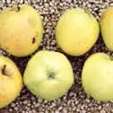 Golden-yellow apples arranged on a pebbled surface, with some showing slight blemishes.