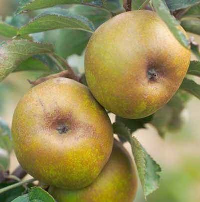 Three ripe pears hanging from a branch, with green and brown coloring.