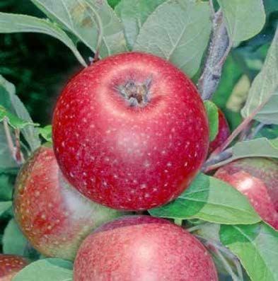 Red apples on a tree branch with green leaves.