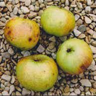 Four green and yellow apples with brown spots, on a bed of small pebbles.