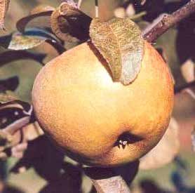 Brown pear fruit hanging on a tree branch with a small leaf.