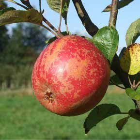 Red apple on tree branch with green leaves.