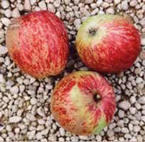 Three red and green apples on a bed of small pebbles.