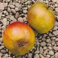 Two apples, one red-blushed, the other yellow, on a bed of gray pebbles.