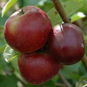 Three ripe, red apples on a tree branch, with green leaves in the background.