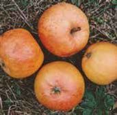 Four orange apples on a grassy surface.