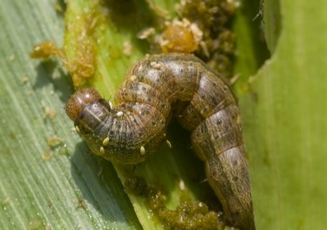 lawn landscaping and armyworm control