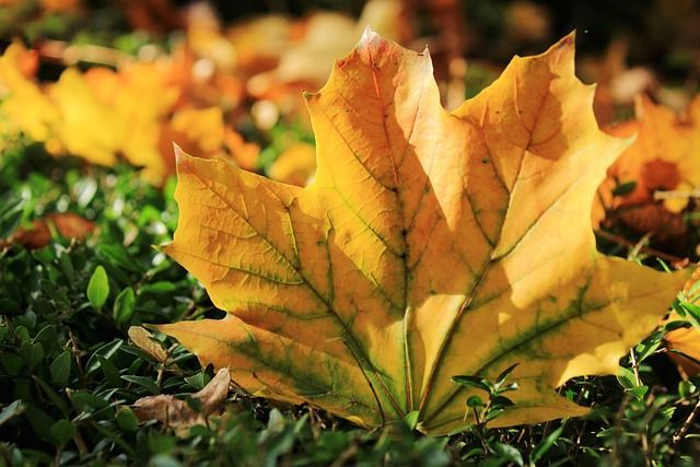 fall leaves
huntersville