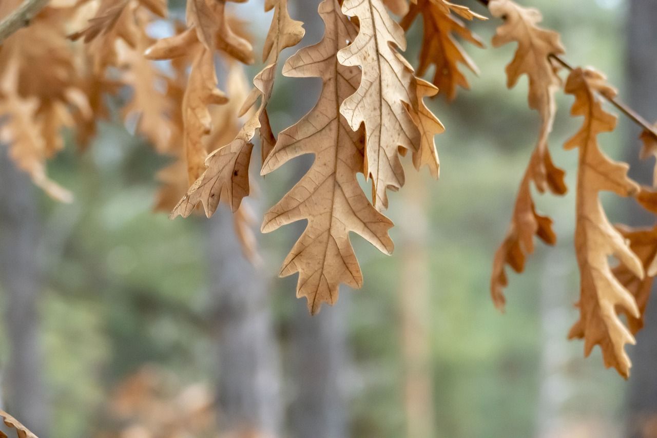 fertilization in North Carolina