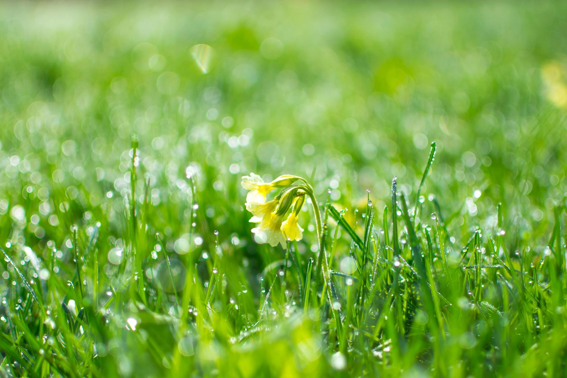 spring lawn care in Huntersville & Mooresville, lawn fertilization, mowing tips, weed control, weed control,